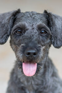Portrait of dog sticking out tongue
