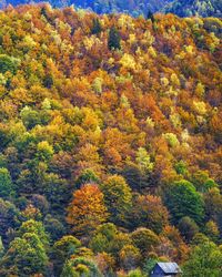 High angle view of trees during autumn