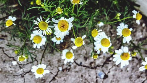 High angle view of white flowering plant