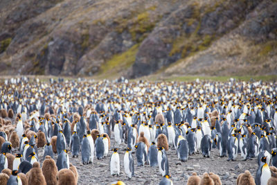 View of birds on land