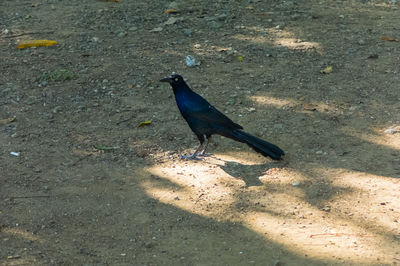 High angle view of bird perching on floor