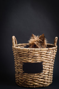 Studio shot of hairy dog hiding in basket