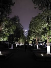 Trees in city at night