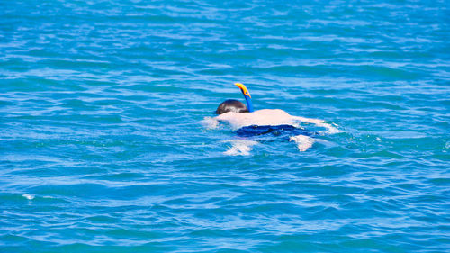 Bird swimming in sea