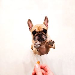 Cropped hand of person holding small dog against white background