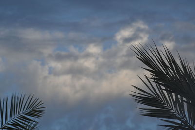 Low angle view of palm tree against sky