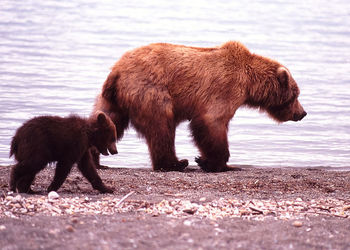 Side view of grizzly bear with cub walking by river