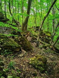 Trees growing in forest