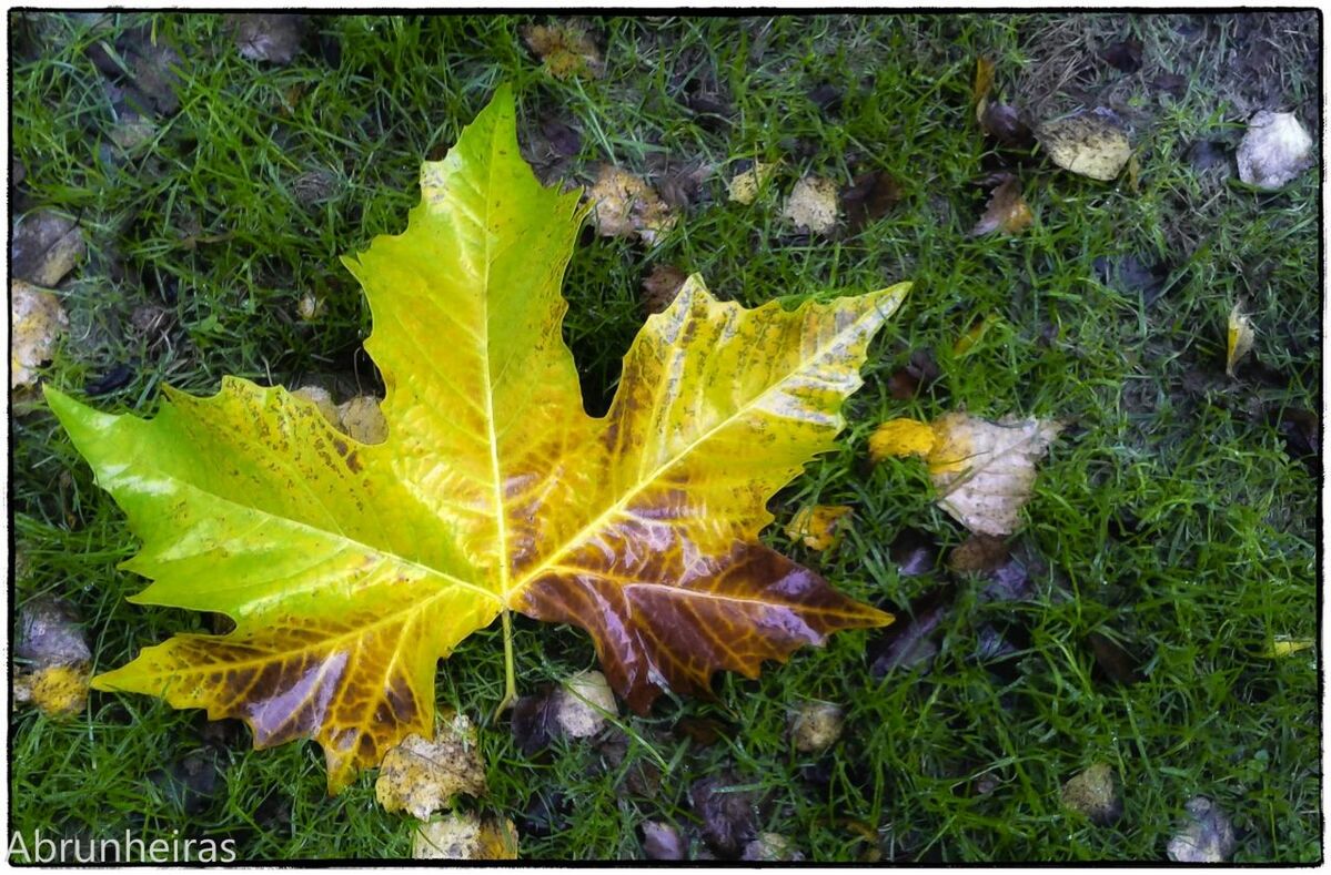 transfer print, leaf, auto post production filter, nature, autumn, close-up, leaves, grass, growth, leaf vein, green color, field, dry, high angle view, full frame, natural pattern, backgrounds, change, season, plant