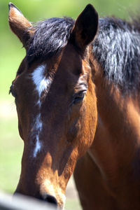 Close-up of a horse