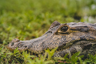 Close-up of reptile on plant