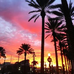 Silhouette palm trees against sky during sunset