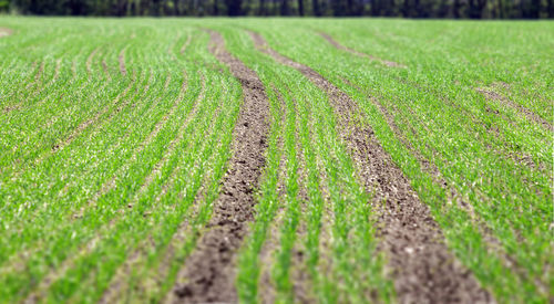 Surface level of agricultural field