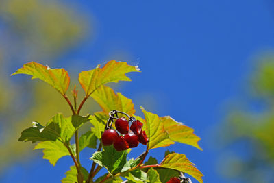 Close-up of leaves on tree