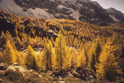 Pine trees in forest during autumn