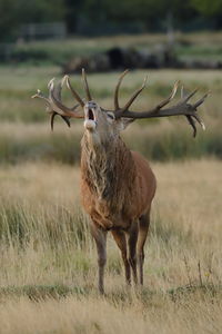 Deer standing on field