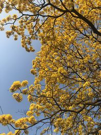 Low angle view of flowering tree against sky