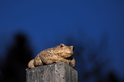 Close-up of a lizard on wood