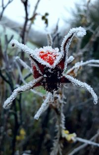 Close-up of frozen branch