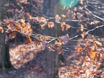 Close-up of dry leaves on tree