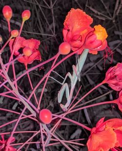 Close-up of red roses