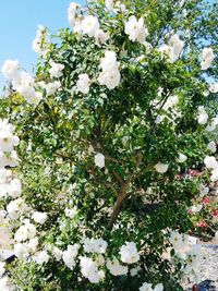 Close-up of white flowers blooming on tree