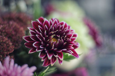 Close-up of pink flower in a bouquet