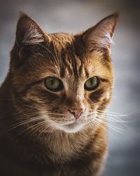 Close-up portrait of cat