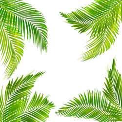 Low angle view of palm tree leaves against sky