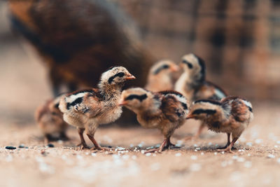 Close-up of birds on land