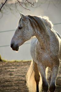 Horse standing on field