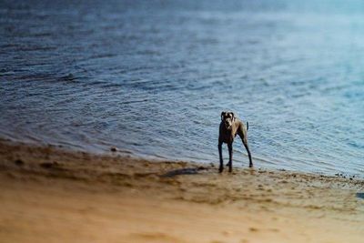 View of an animal in water