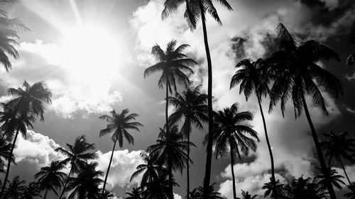 Low angle view of palm trees against sky