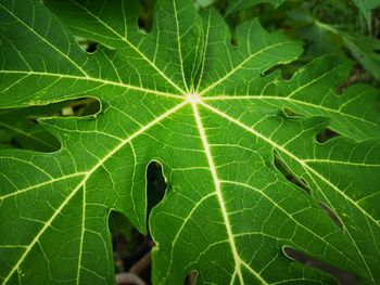 High angle view of leaves