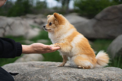 Low section of man with dog