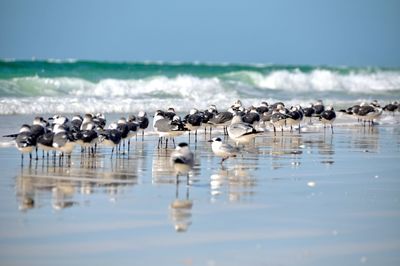 Seagulls flying over sea