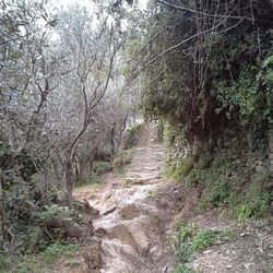 Footpath in forest