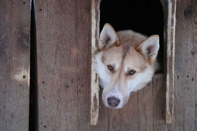 Close-up portrait of a dog