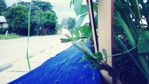 Close-up of fresh green plant