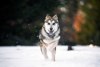 Dog walking on snowy field during winter