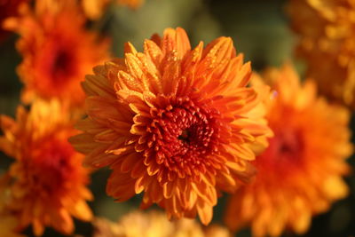 Close-up of orange dahlia blooming outdoors