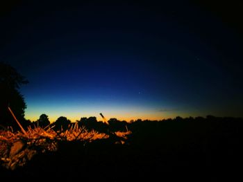 Silhouette plants against clear sky at night