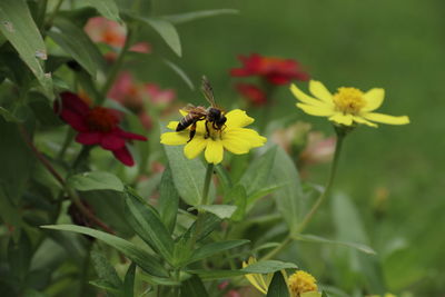 Close-up of insect on yellow flower