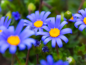 Close-up of purple flowering plants