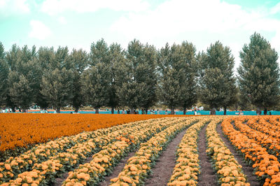 Panoramic view of flower trees on field against sky