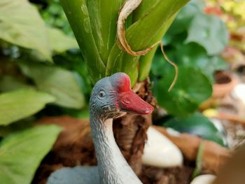 Close-up of a bird