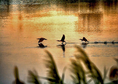 Silhouette birds on lake during sunset