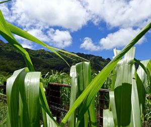 Plants growing on field against sky