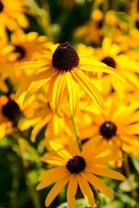 Close-up of yellow daisy flowers