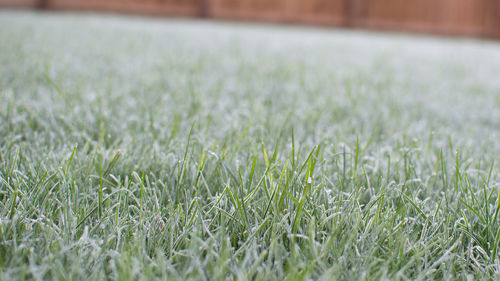 Plant growing on grassy field